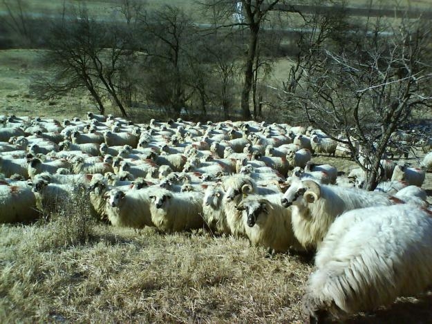 Oierul cu cele mai multe ţurcane din Europa
