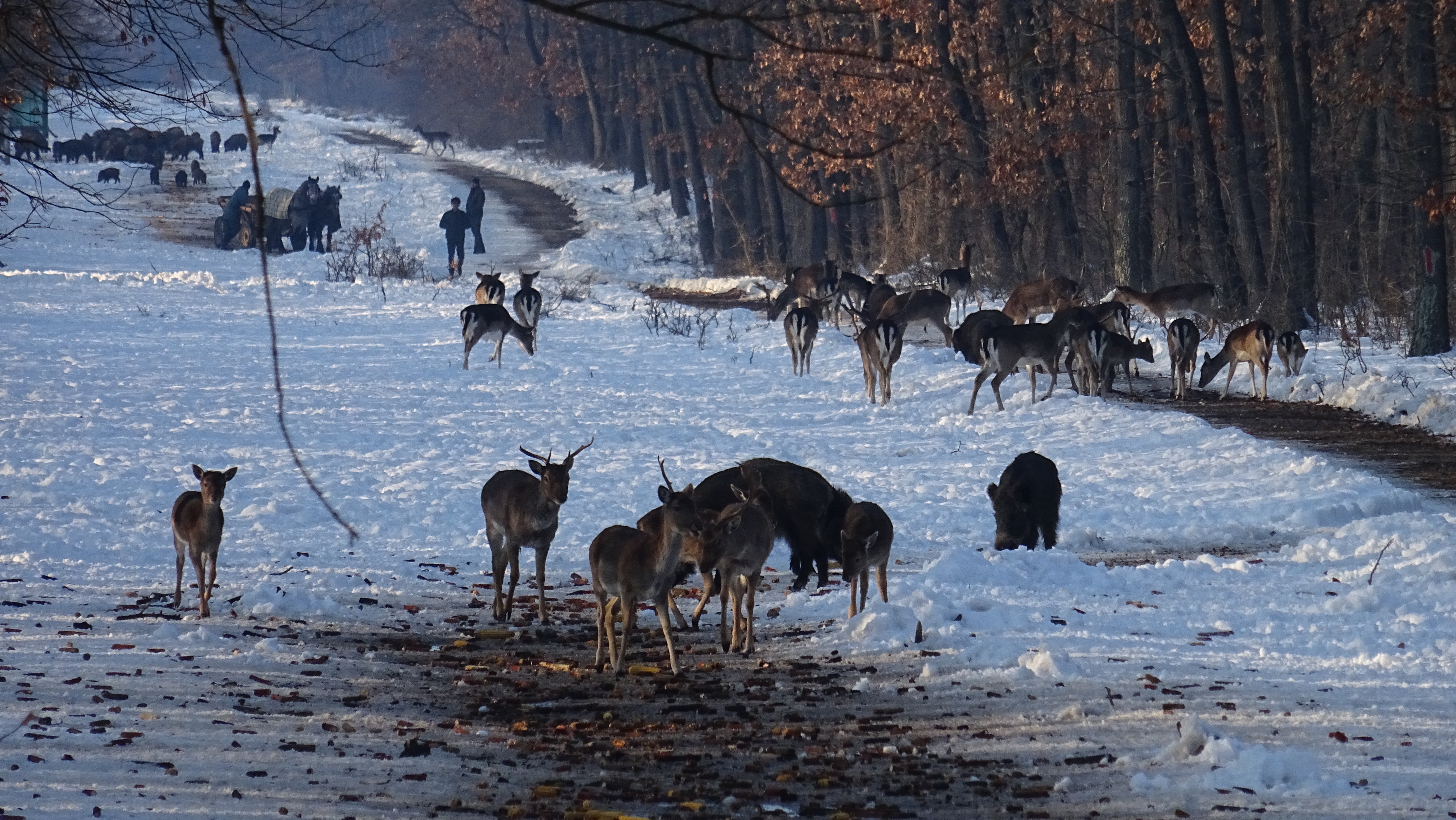 Angajații ROMSILVA hrănesc animalele sălbatice din fondurile cinegetice