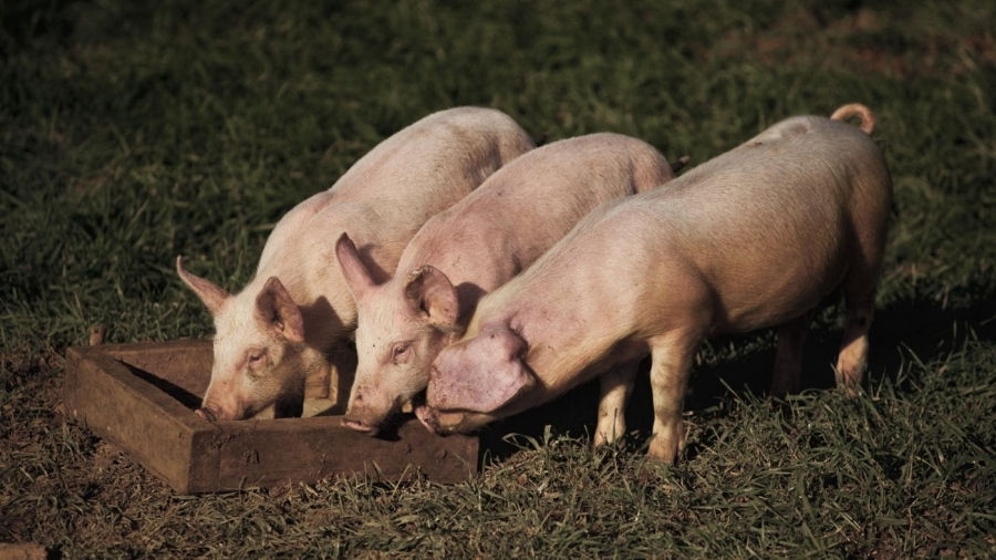 Numărul focarelor stinse îl depășește pe cel al focarelor active de Pestă Porcină Africană (PPA)