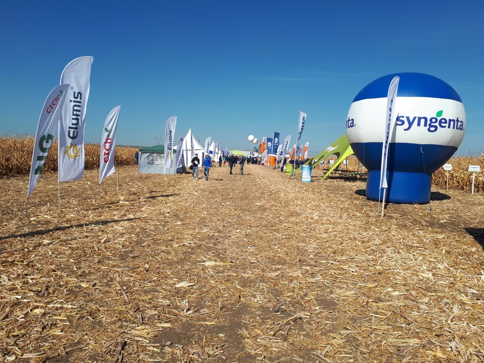 Recoltă bogată de la Syngenta: 5 hibrizi din grupe de maturitate diferite, testați în două variante cu fertilizare diferită