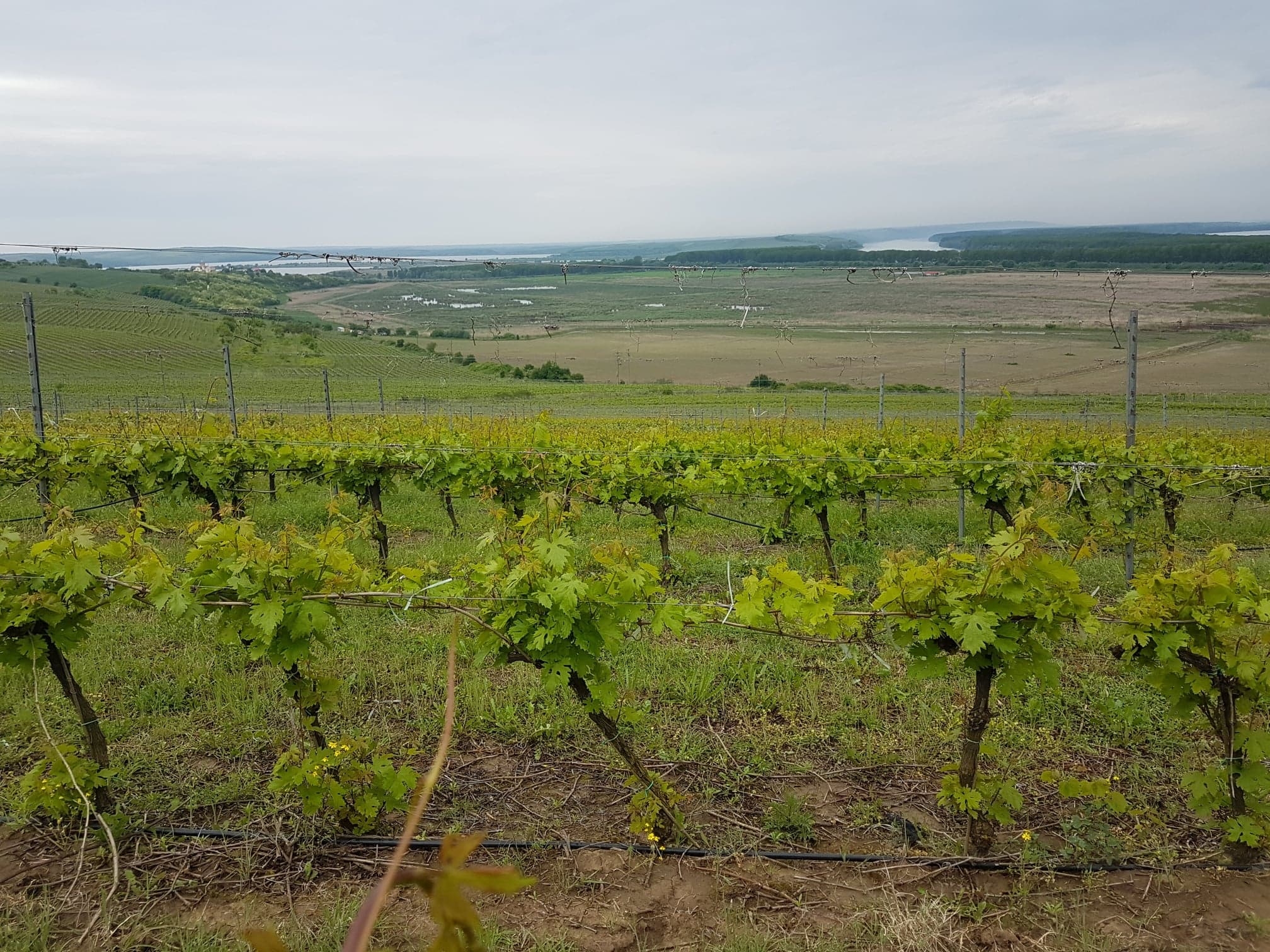 Tratamente la vița-de-vie pentru mană și făinare
