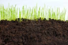 Să avem grijă de humus, aurul negru al pământului