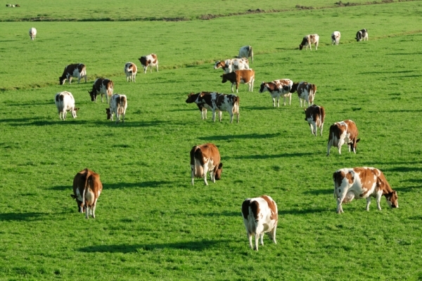 Recomandări pentru crescătorii de animale în sezonul de primăvară