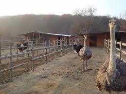 Grăsimea de struţ, un deşeu cu un remarcabil potenţial de valorificare