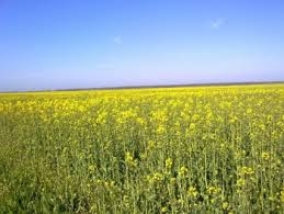 Prevenirea daunelor la rapiţă