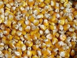 Porumbul recoltat la minus 10 grade aduce profit
