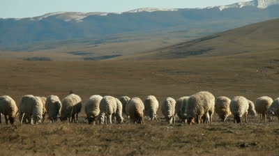 Căldura și insectele - o amenințare serioasă pentru sănătatea oilor!