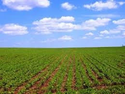 Ministerul Agriculturii: România nu este încă pregătită să semneze 'Danube Soya Declaration'
