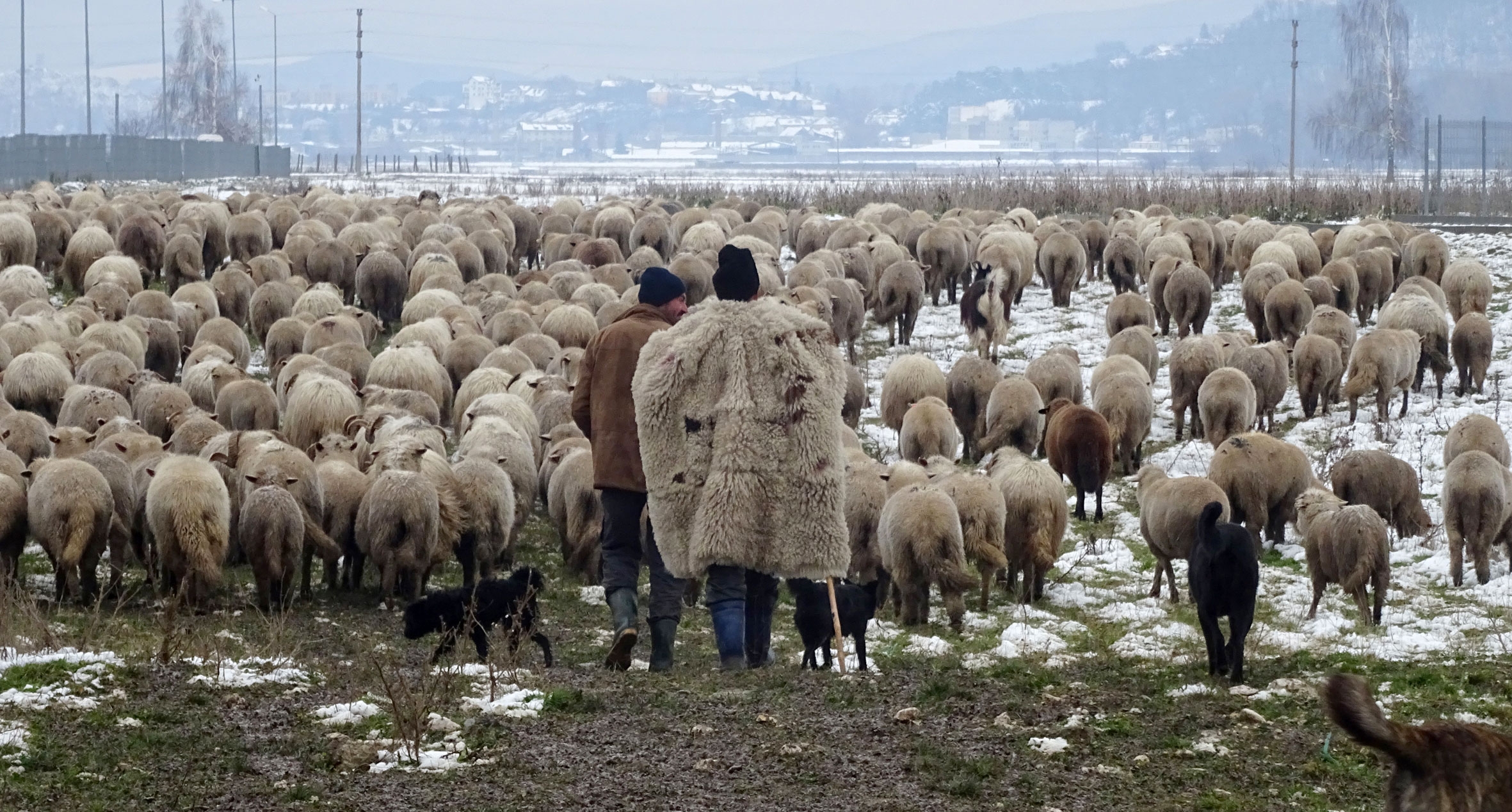 Când se încheie sezonul optim de pășunat?