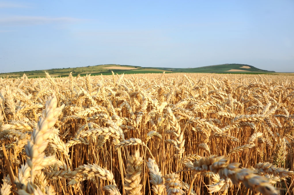 Barometrul producţiilor de grâu