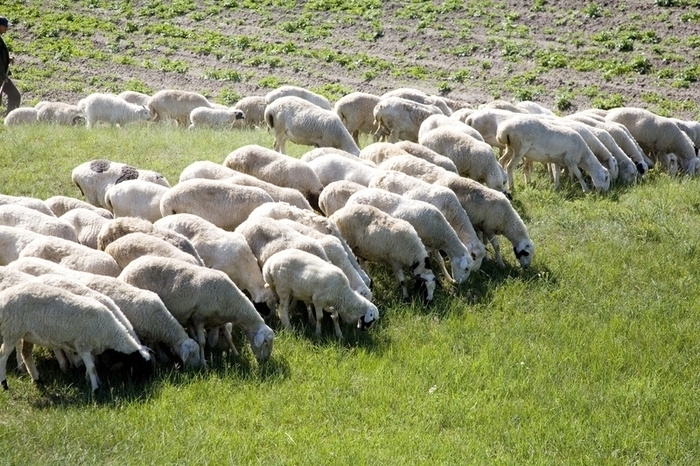„Interesele politice, frâna de mână a zootehniei“