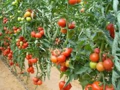 Legume cultivate fără riscuri climaterice