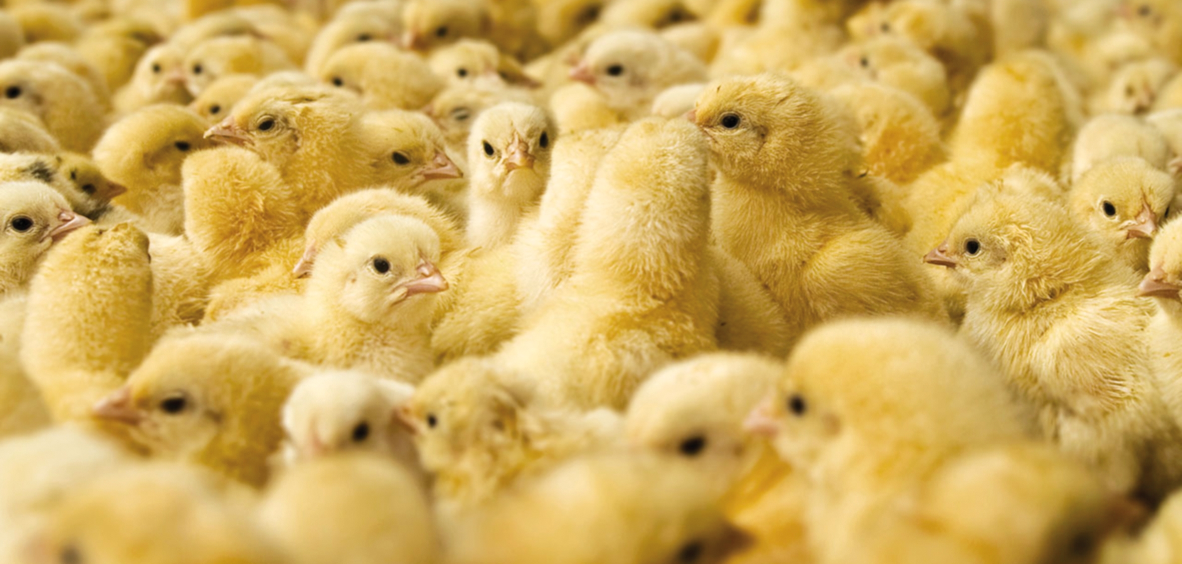 Alimentaţia puilor pentru producţia de carne ecologică