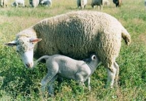 Subvenţionăm pentru pieţele externe?!