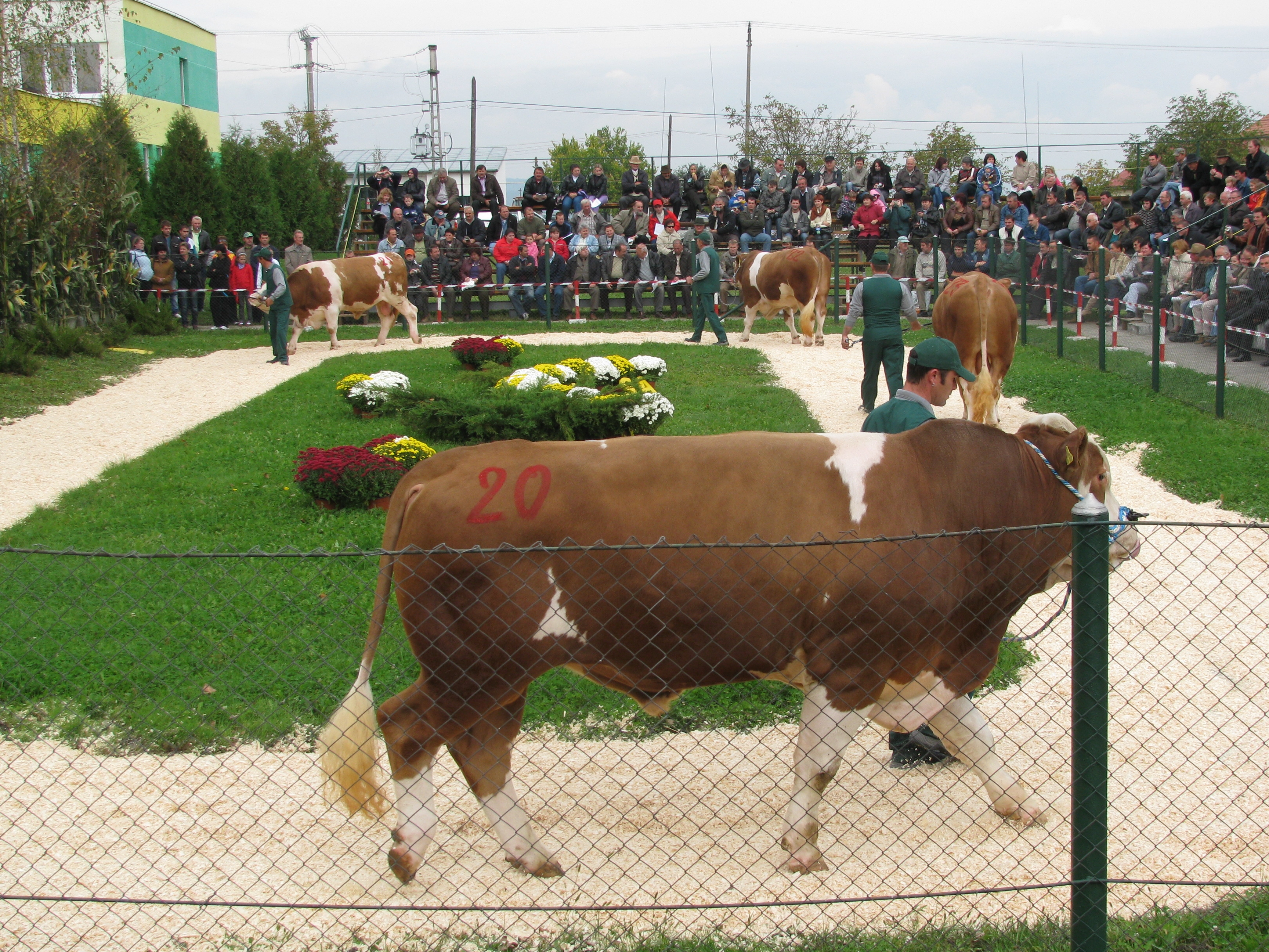 Semtest BVN – Mureș 2014. Perfecționare continuă prin genetică