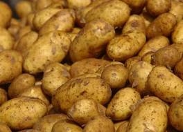 La Conţeşti, cartoful timpuriu se cultivă în solar
