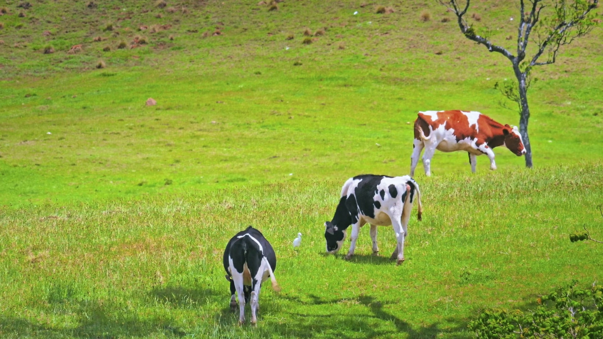 Măsurile obligatorii pe care trebuie să le respecte crescătorii de animale în perioadele caniculare