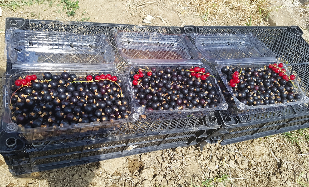 Coacăzele negre de la Izvoarele