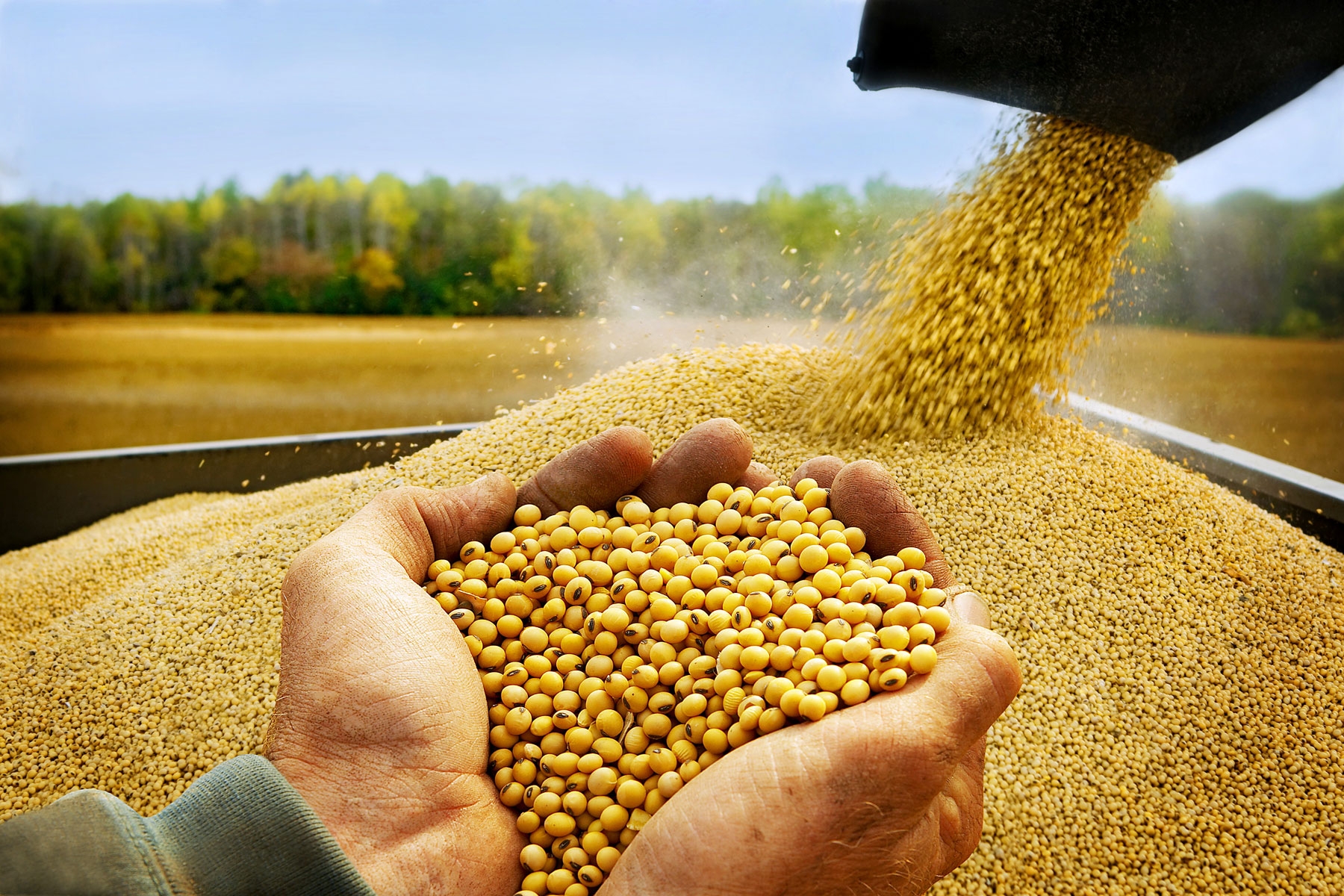Recomandări pentru cultivatorii de soia