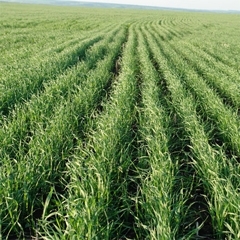 Marile priorităţi pentru stabilizarea agriculturii