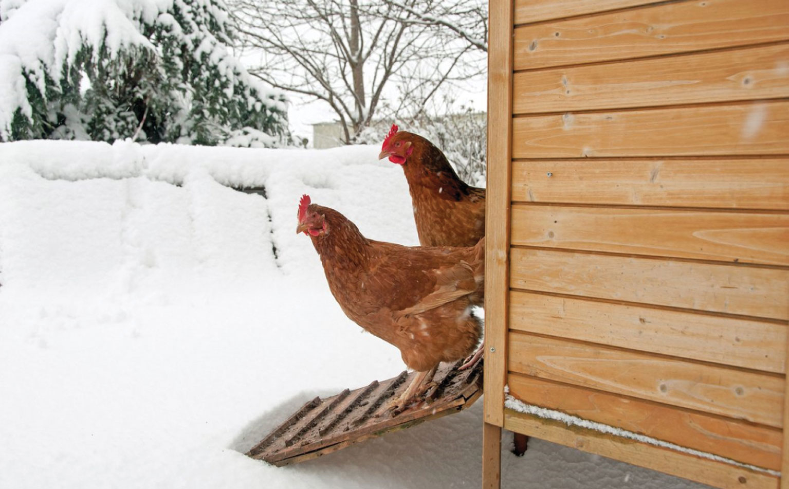 Hrănirea găinilor ouătoare din sistemul free-range în sezonul rece