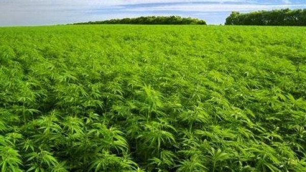 Cânepa, „purtătoare“ de valori identitare ale poporului român (II)