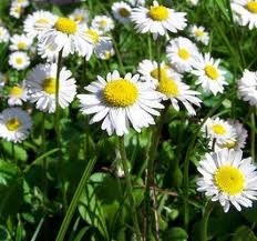Industria plantelor medicinale şi aromatice - cifră de afaceri de aproape un miliarde de euro anual