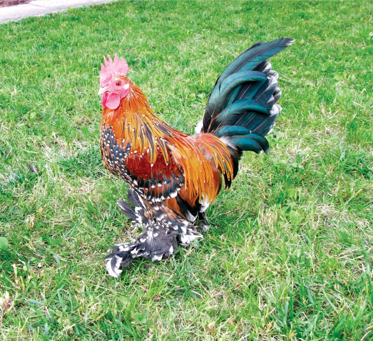Trei rase de găini ornamentale pentru propria curte