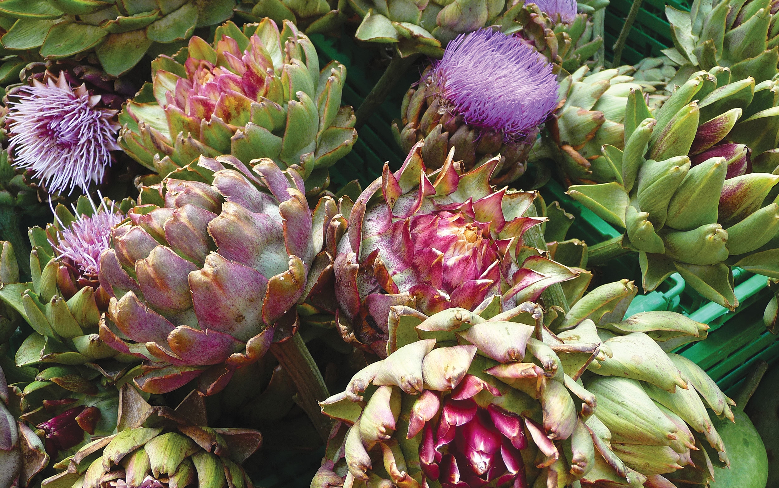 Anghinarea (Cynara scolymus L.)