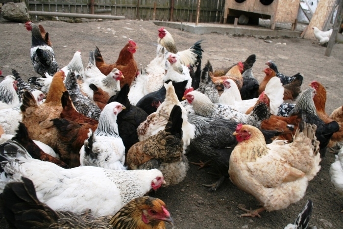 Descoperire de nivel mondial în genetica păsărilor