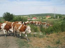 Pregătirea junincilor în vederea fătării şi a primei lactaţii