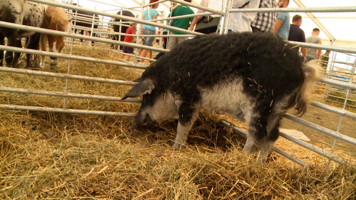 Ionică Rășinar, un împătimit al raselor de porci autohtone