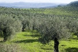 Livezile Andaluziei