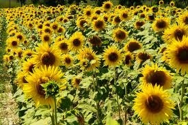 Floarea-soarelui, tolerantă la secetă, dar sensibilă la buruieni