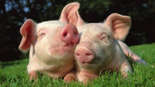 Leptospirozele animalelor, zoonoze grave pentru om!