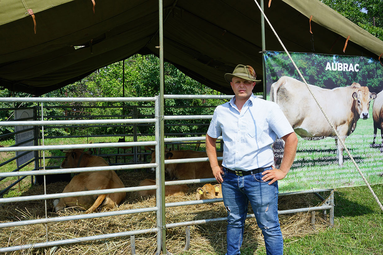 Ferma de bovine Aubrac din Vulturi, județul Iași. Se vrea o fermă ca în Dallas