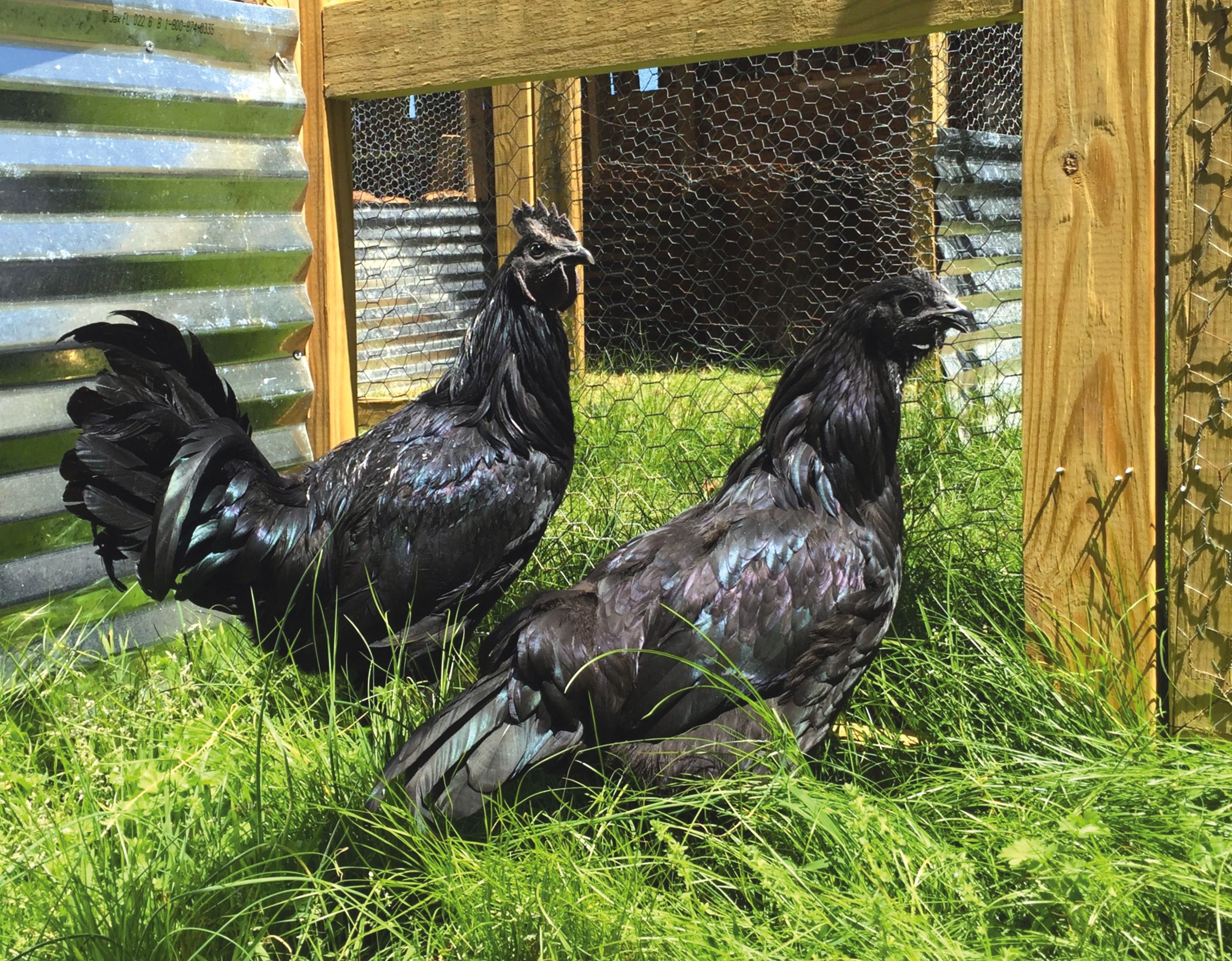 Ayam cemani, găina de 2.500 de dolari