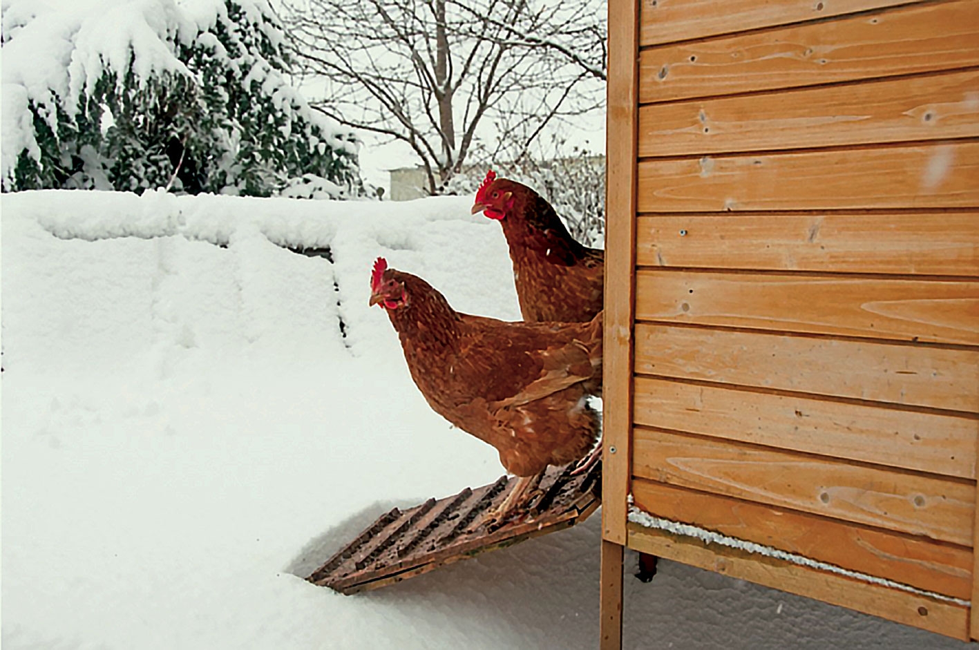 Hrănirea găinilor ouătoare din sistemul free-range în sezonul rece