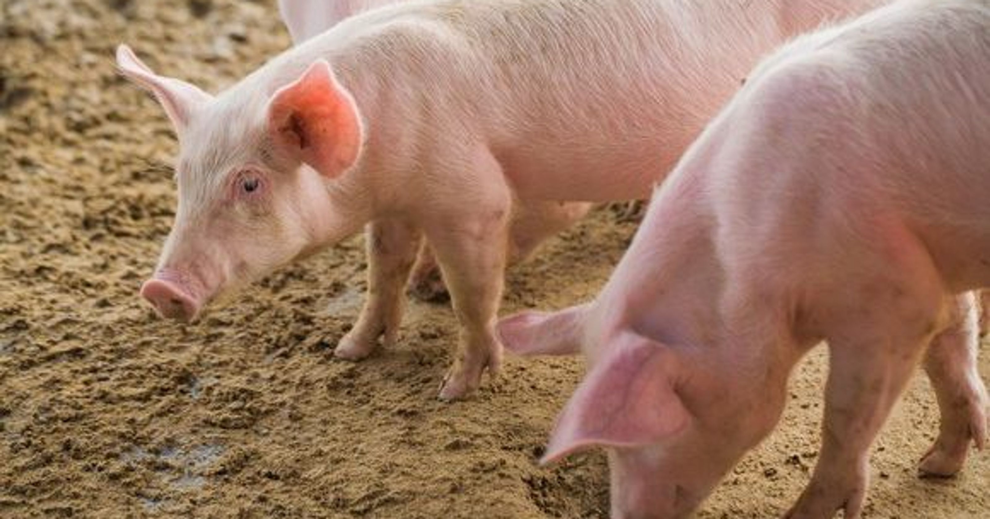 Actualizarea situației privind evoluția Pestei Porcine Africane la data de 28 februarie 2018
