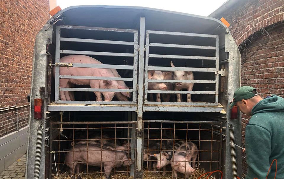 Ferma de porci Pietrain Belgian pur a familiei Silaghi