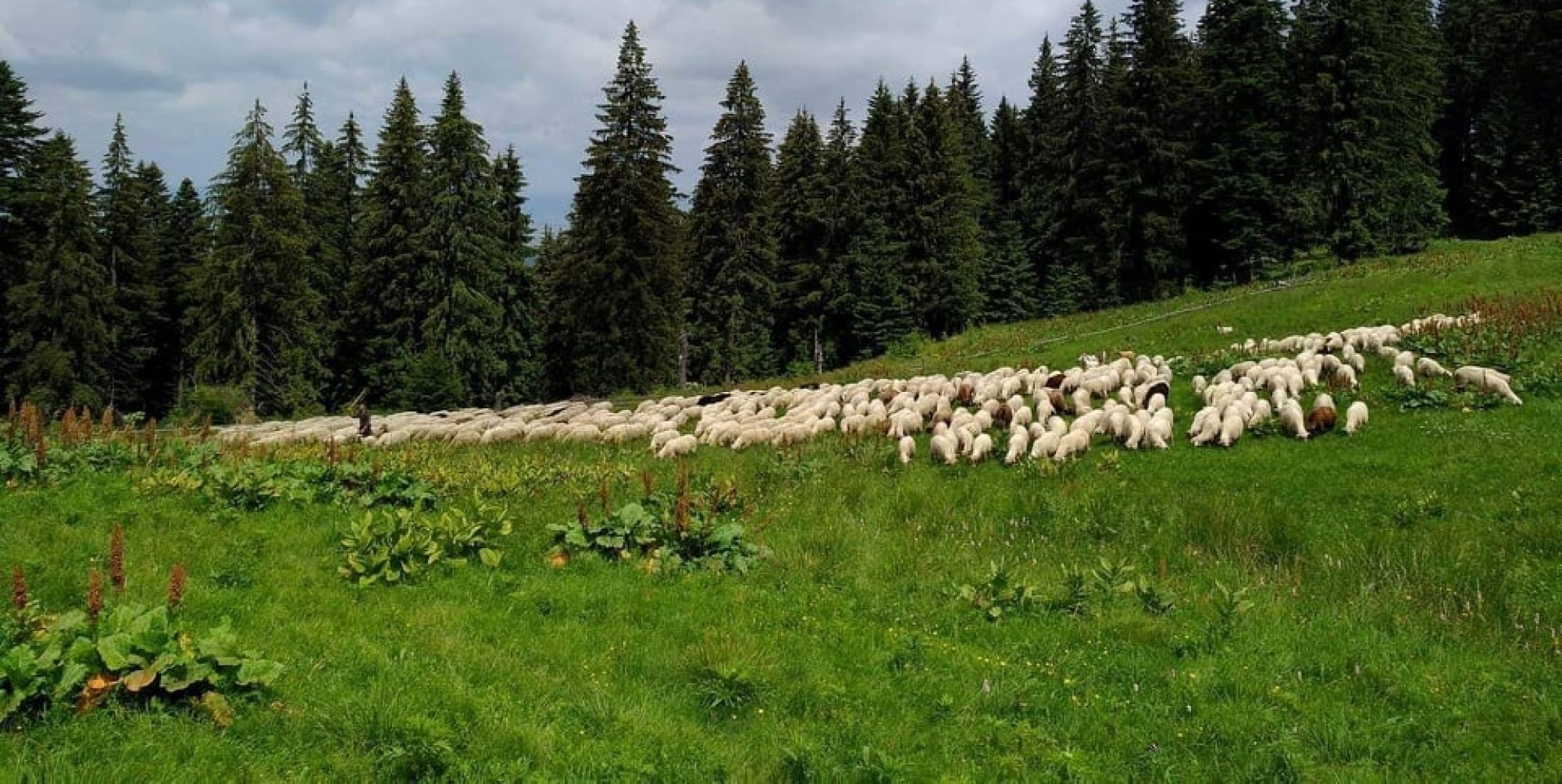 Vizită în Socodor, la un crescător de rasa Ţigaie