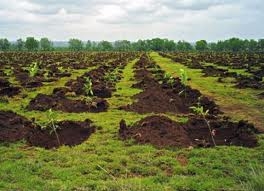RNP împădureşte peste 6.100 ha în 2013; marţi are loc prima acţiune a 'Lunii Plantării Arborilor'