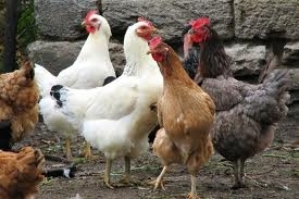 Creştere cu aproape 62% a numărului de animale sacrificate şi diminuare de 7,2% în cazul păsărilor, în martie 2013