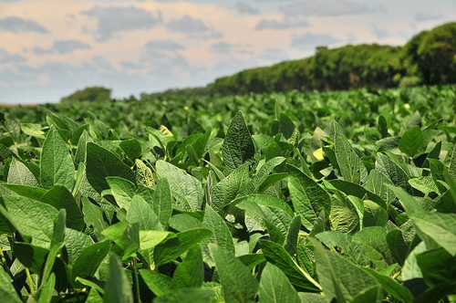 Insula Mare a Brăilei, un adevărat centru tehnologic în agricultură