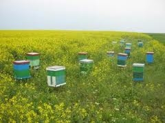 Un troc cu miere l-a transformat în fermier