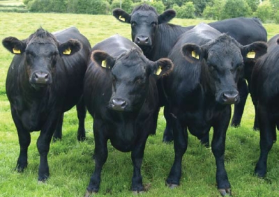Rasa Angus, pe plaiuri bucovinene