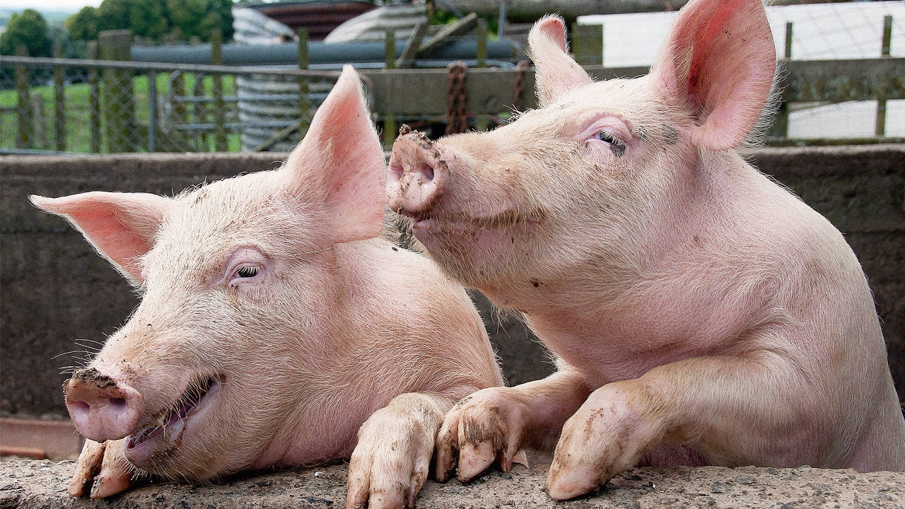 Top 5 rase de porci pentru Crăciun