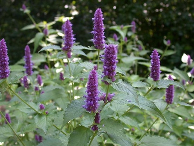 Lophanthus anisatus, planta 3 în 1