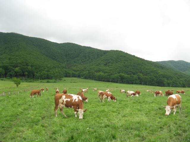 Pajiştea, cel mai complex ecosistem sărăcit de ignoranţă