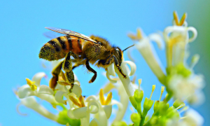 Monitorizarea hibridizării raselor și ecotipurilor locale de albine (II)